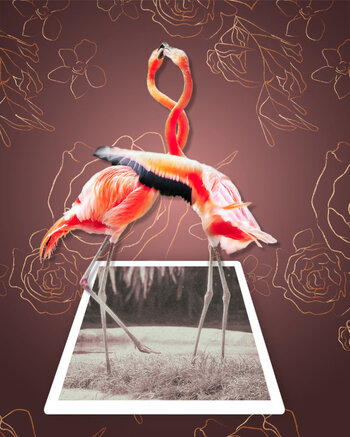 Sometimes you're just too faboulus for your surroundings. A desaturated polaroid image is the background, with two flamingos rising out of it in a highly saturated look.