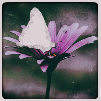 A vintage photo of a butterfly on a flower, except the butterfly is only suggested by negative space in the shape of its wings.